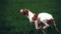 Pedigree NERA DE LA MAZORRA Pedigree NERA DE LA MAZORRA